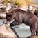 A grizzly bear eating a salmon on a rock